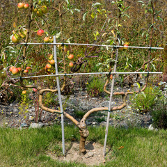 Garten, Spalierobst, Apfelbaum