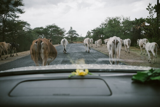 Cows on the road