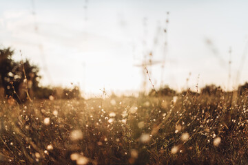 Sunset on a field with grass and weed