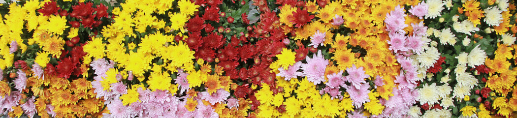 Naklejka na ściany i meble chrysanthèmes multicolor