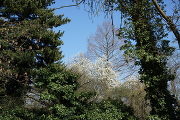 Baum in voller weißer Blüte