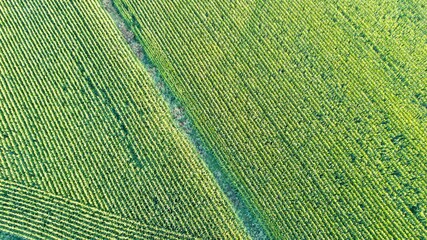 Aerial view of the green agriculture field. Corn field. They are at the growth stages. There is a pathway in the middle of field.