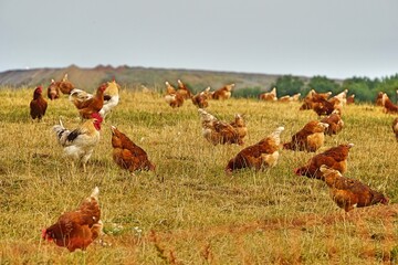 glückliche Hühner auf dem Bauernhof