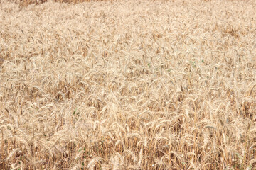 Wheat field in summer. Golden agricultural area. Wheat pattern texture.