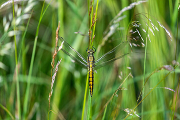 female black-tailed skimmer (Orthetrum cancellatum)