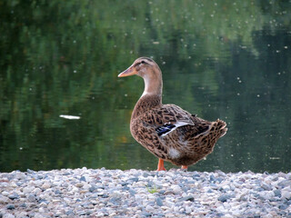 Migrating duck on gravel on the background of the water surface of the pond.
