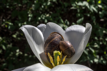 In the middle of spring, watch the magnificent white tulips and snails blooming in the garden under the sun.