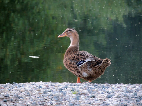 Migrating duck on gravel on the background of the water surface of the pond.