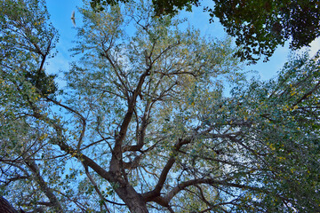 View to the sky