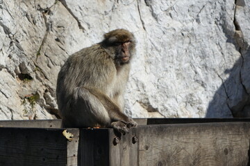 GIBRALTAR - MONKEY ON A FENCE.