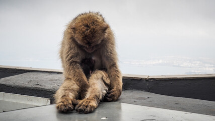 Gibraltar is a British Overseas Territory and headland, on Spain's south coast.
