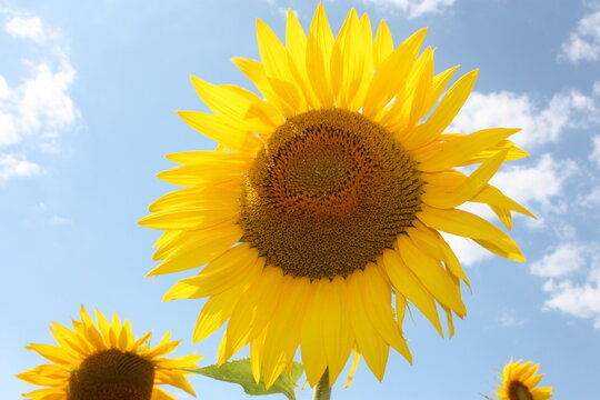 a single botanical specimen of sunflower plant against the blue sky clouds