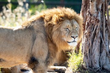A male Lion relaxing in the sunshine