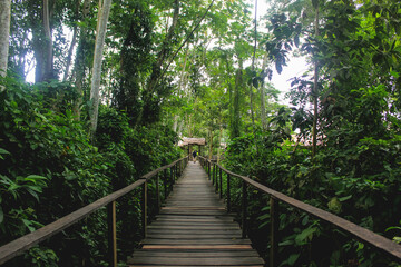 
photographs of paths in the middle of nature and the jungle of leticia amazonas.