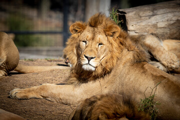 A male Lion relaxing in the sunshine