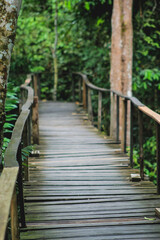 
photographs of paths in the middle of nature and the jungle of leticia amazonas.
