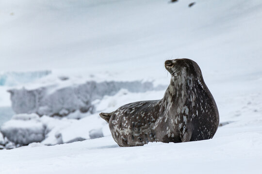 A Large Seal Surveying the Icy Shore