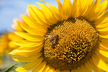 Close-up of a blooming sunflower head against the blue sky. An agricultural plant in the process of active growth and flowering. The bee collects pollen and nectar.