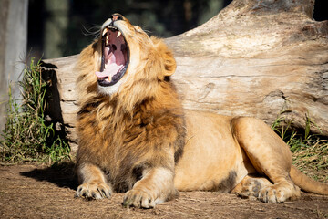 A male Lion resting and yawning in the sunshine