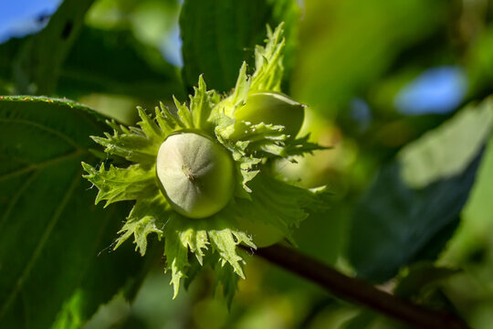 Raw green hazelnut grows on a tree branch with leaves.