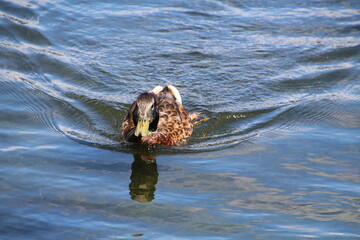 Colours Of The Mallard, William Hawrelak Park, Edmonton, Alberta
