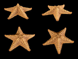 Fototapeta na wymiar Set of brown starfish isolated on black background. Close-up.