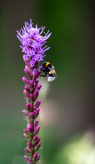 Biene in Blüte
