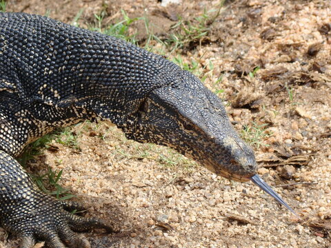 コモドドラゴン の画像 27 691 件の Stock 写真 ベクターおよびビデオ Adobe Stock コモドドラゴン の画像 27 691 件の Stock 写真 ベクターおよびビデオ Adobe Stock