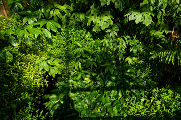 Fototapeta premium Brooklyn, NY, USA - June 27, 2019: Brooklyn Botanical Garden