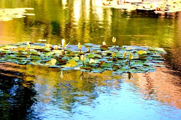 water lilies in the pond