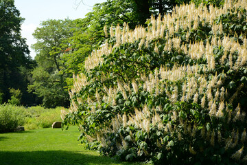 Brooklyn, NY, USA - June 27, 2019: Brooklyn Botanical Garden