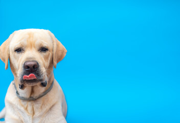 Labrador dog against a blue background looking at camera