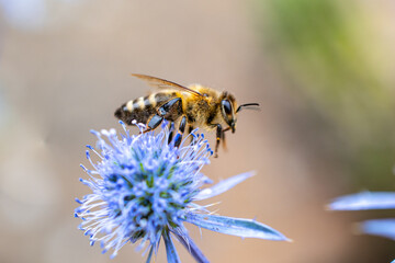 Biene in Blüte