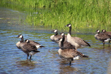 Geese Resting In Shallow Waters, Pylypow Wetlands, Edmonton, Alberta