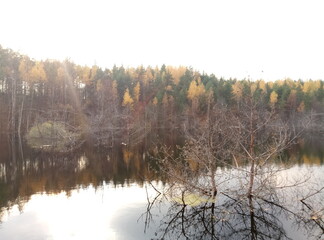 morning in the forest