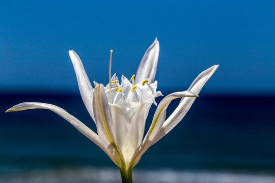 Sand lily (Pancratium maritimum) is a bulbous plant species belonging to the daffodil (Amaryllidaceae) family, grown in coastal dunes.