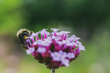 Biene in Blüte