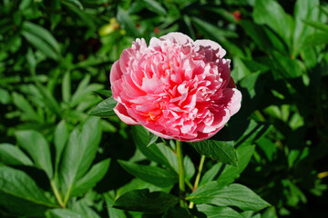 Coral pink herbaceous flower