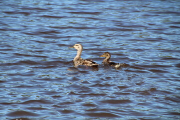 Mother Duck Taking Her Young, Pylypow Wetlands, Edmonton, Alberta