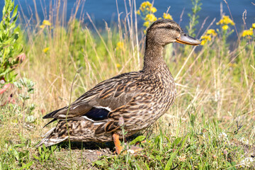 adult female mallard (Anas platyrhynchos)
