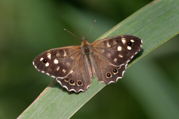 Obraz na płótnie Canvas Speckled wood butterfly, Pararge aegeria