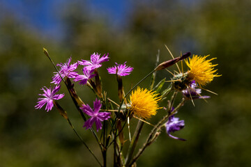 Centaurea solstitialis, yellow star-thistle, is a member of the family Asteraceae, native to the Mediterranean Basin region.