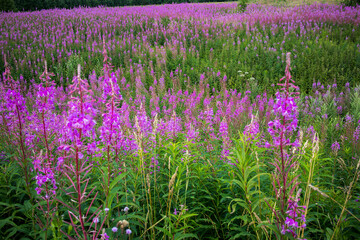Pink flowers of Willow-herb (Ivan tea, fireweed) in a summer field