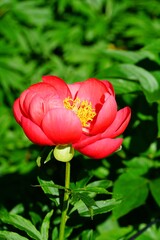 Coral pink herbaceous flower