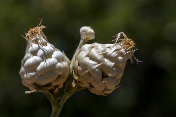 Rhaponticum coniferum, a plant of the Maral root family, Maral root, medicinal drug. Dry roots. Herbal medicine