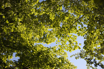 Treetop and leafs from below. Warm summer sun increasing the green color of this nature scene.