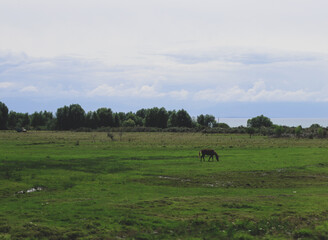 Brown horse in field