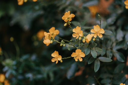 Close Up Of Vibrant Yellow Flowers In Lush Garden