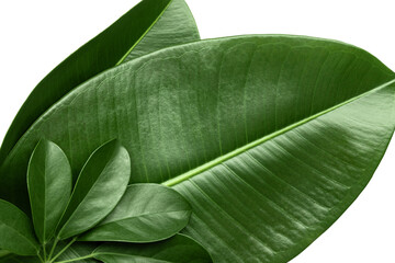 Exotic plant leaf closeup isolated on white background.