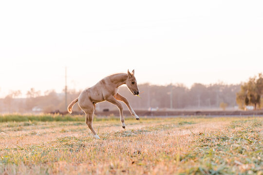 Colt jumping for joy